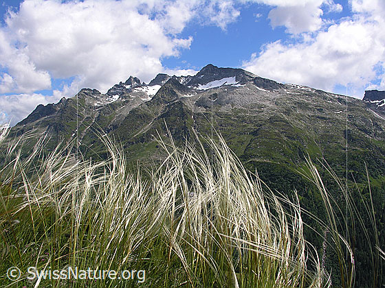 Foto: Zierliches Federgras mit Schinhörner im Hintergrund. Lat.: Stipa pennata eriocaulis