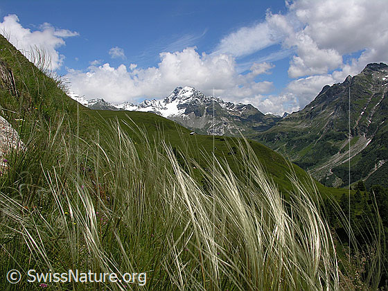 Foto: Zierliches Federgras mit Ofenhorn m Hintergrund. Lat.: Stipa pennata eriocaulis