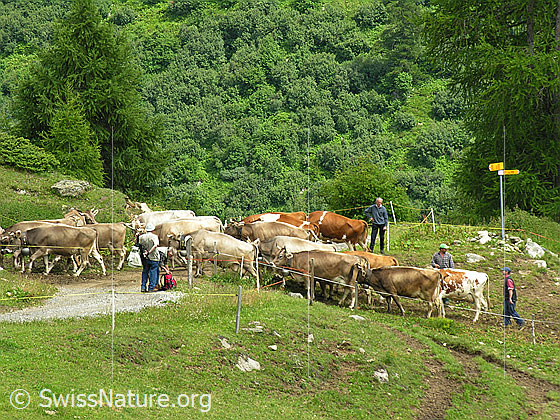 Foto: Hirten treiben eine Kuhherde zum Melkstand.