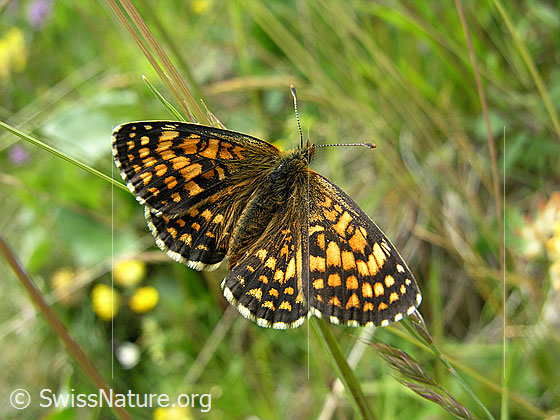 Foto: Scheckenfalter mit geöffneten Flügeln. Ansicht von oben.