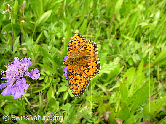 Foto: Perlmutterfalter mit geöffneten Flügeln. Ansicht von oben.