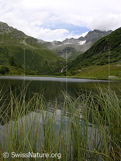 Foto: Blick über den Halsesee Richtung Tälli und Ofenhorn. Durch das Gras am Ufer ist die Spiegelung zu erkennen.