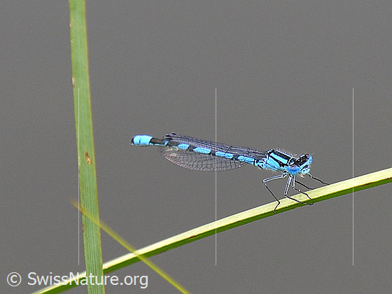 Foto: Speer-Azurjungfer auf Grashalm 
Lat.: Coenagrion hastulatum