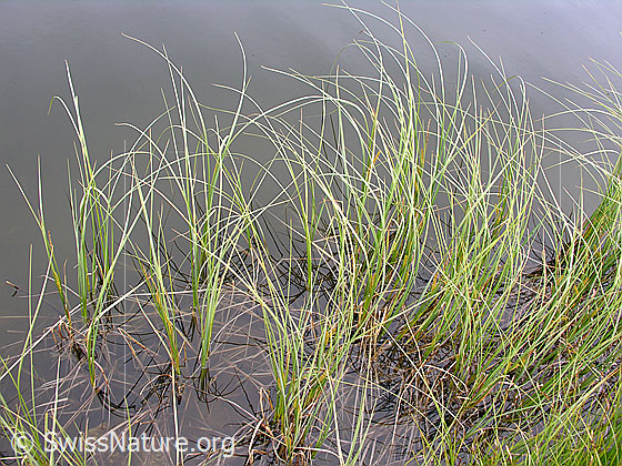 Foto: Gras im Uferbereich des Halsesee.
