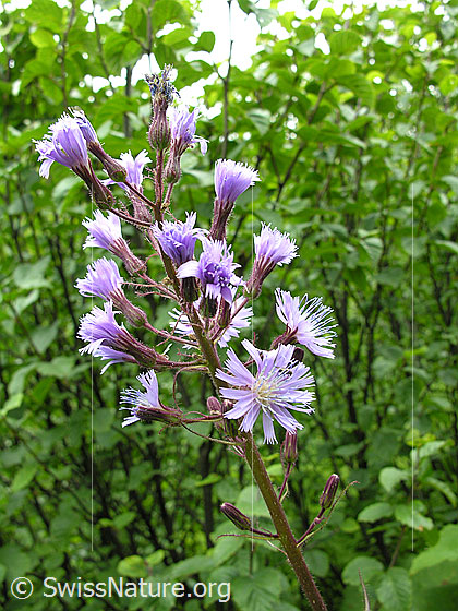 Photo: Cicerbita alpina. Inflorescence.
Lat.: Cicerbita alpina
Family: Asteraceae
Genus: Cicerbita