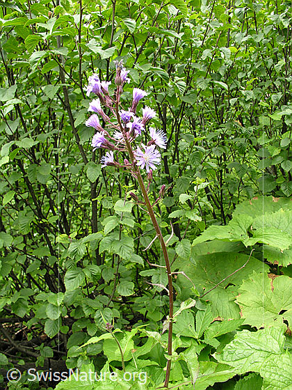 Foto: Alpen-Milchlattich (Cicerbita alpina). Ganze Pflanze (Habitus).
Lat.: Cicerbita alpina
Familie: Asteraceae (Korbblütler)
Gattung: Cicerbita