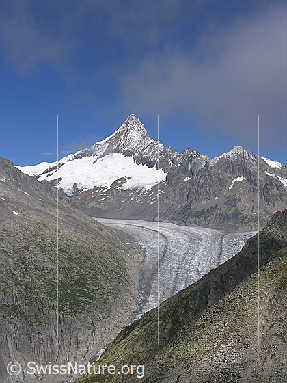 Foto: Blick vom Risihorn zum Finsteraarhorn und Finsteraarrothorn. Davor der Fieschergletscher.