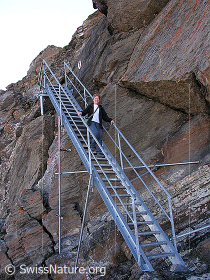 Foto: Person im Abstieg vom Schilthorn auf gesichertem Bergweg (Metalltreppe).