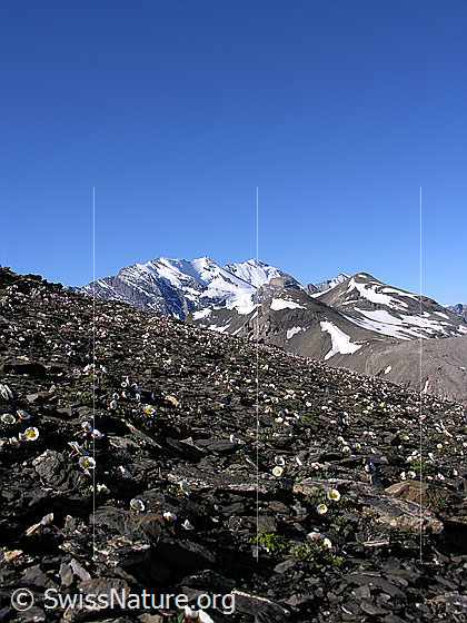 Foto: Im Abstieg vom Schilthorn. Blick über blühende Bergblumen im Gebiet Rote Härd zur Blüemlisalp mit Morgenhorn, Wyssi Frau und Blüemlisalphorn. Davor das Hundshorn.