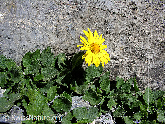 Foto: Grossköpfige Gemswurz
Lat.: Doronicum grandiflorum
Familie: Asteraceae