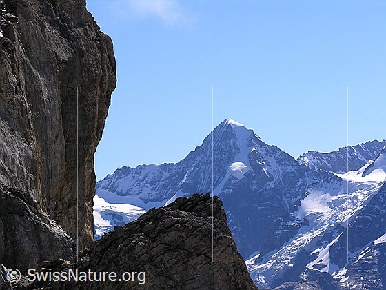 Foto: Felskopf im Aufstieg zum Hundshorn. Blick zum Mönch mit Nollen und Guggigletscher.