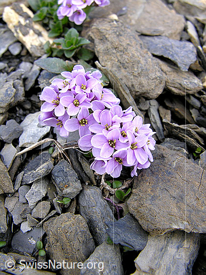 Foto: Kriechendes Täschelkraut (Thlaspi rotundifolium)
Lat.: Thlaspi rotundifolium
Familie: Brassicaceae (Kreuzblütler)