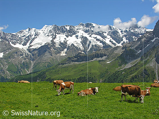 Foto: Alp bei Mürren mit weidenden Kühen und Blick zu Gletscherhorn, Äbeni Flue, Mittaghorn und Grosshorn. In der Nähe der Rotstockhütte.