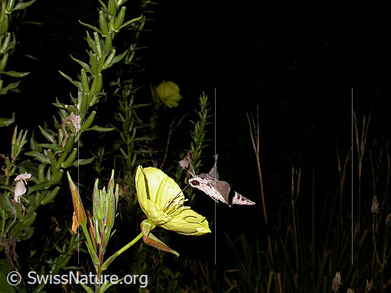 Photo: Agrius convolvuli an Zweijährige Nachtkerze (Oenothera biennis). The butterfly hovers in front of a flower and sucks nectar. View from the side.
