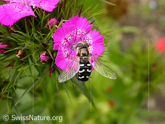 Foto: Späte Grossstirnschwebfliege (Scaeva pyrastri) auf Blüte einer Bart-Nelke (Dianthus barbatus).