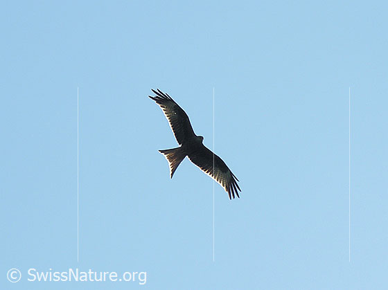 Foto: Rotmilan im Flug
Rotmilan
Lat.: Milvus milvus
Familie: Accipitridae (Habichtartige)
Gattung: Milvus (Milane)