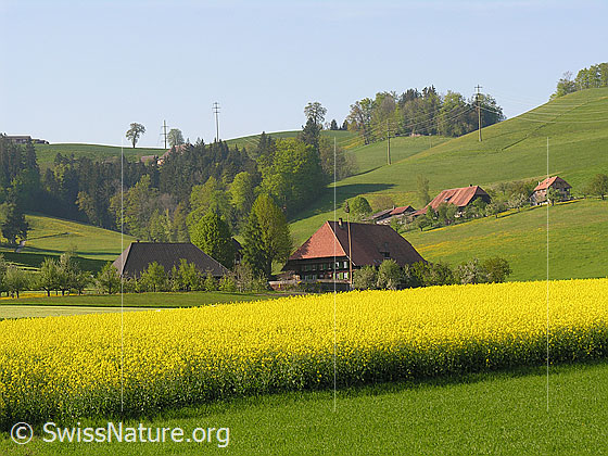 Foto: Blühendes Rapsfeld, Bauernhöfe umgeben von Obstgärten und Hügellandschaft mit Wald.