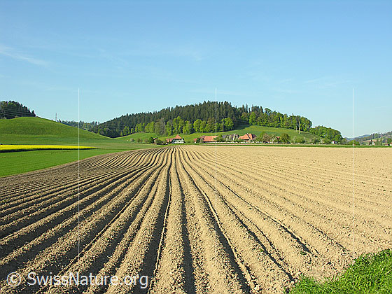 Foto: Ackerbauflächen mit Furchen eines Kartoffelackers, Grasflächen und einem blühenden Rapsfeld. Im Hintergrund sind Bauernhöfe und ein bewaldeter Hügel zu sehen.
