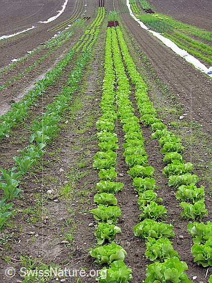 Foto: Gemüseanbau auf einem Acker.