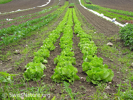 Foto: Pflanzland mit Gemüse. Im Vordergrund u.a. drei lange Reihen Kopfsalat.