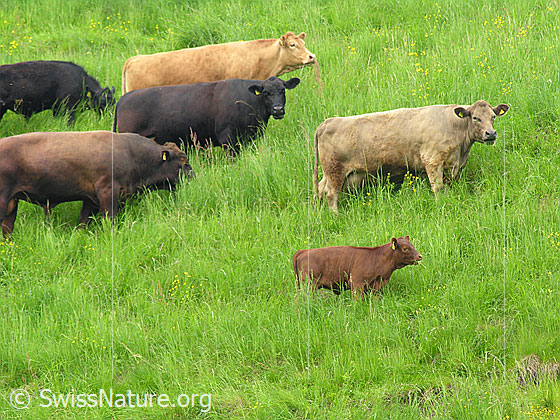 Foto: Eine Herde Rinder und ein Kalb aus Mutterkuhhaltung weiden auf einer saftigen Wiese.