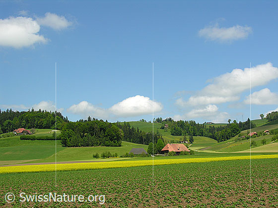 Foto: Ackerland und Bauernhöfe mit Obstbäumen in Hügellandschaft mit kleinen Wäldern. Darüber Quellwolken am blauen Himmel. Auf den flachen Feldern wurden Kartoffeln und Raps angebaut.