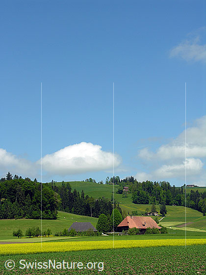 Foto: Kulturland und Bauernhof mit Baumgarten in Hügellandschaft mit kleinen Wäldern. Darüber Quellwolken am blauen Himmel. Auf den flachen Feldern im Vordergrund wurden Kartoffeln und Raps angebaut.