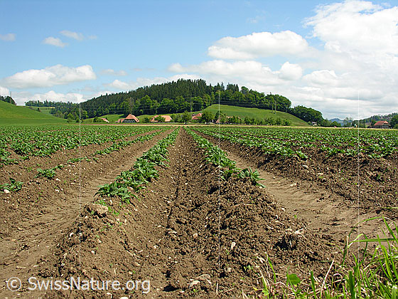 Foto: Kulturland mit Furchen eines Kartoffelackers und Quellwolken über der Emmentaler Landschaft.