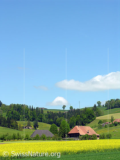 Foto: Bauernhof in Hügellandschaft und ein blühendes Rapsfeld im Vordergrund.