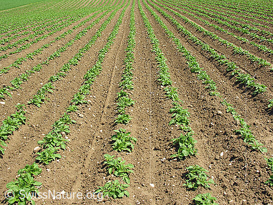 Foto: Kartoffelacker mit langen, geraden Furchen und den jungen Blättern der Kartoffeln.