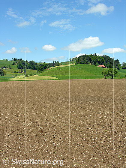Foto: Frisch bestellter Acker und Emmentaler Hügellandschaft. Darüber kleine Haufenwolken am blauen Himmel.
