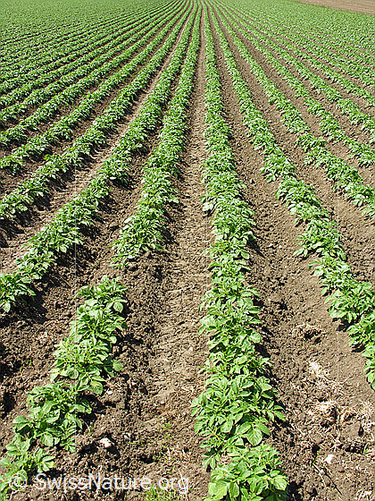 Foto: Kartoffelacker mit langen, geraden Furchen und Kartoffelstauden.