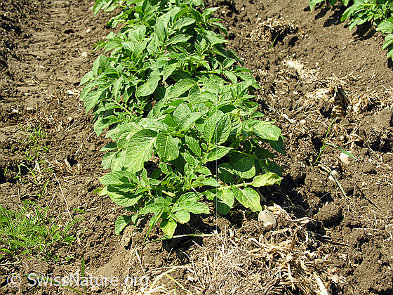 Foto: Kartoffel (Kartoffelstauden)
Lat.: Solanum tuberosum
Familie: Solanaceae