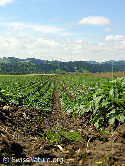Foto: Kartoffelacker aus der Bodenperspektive.