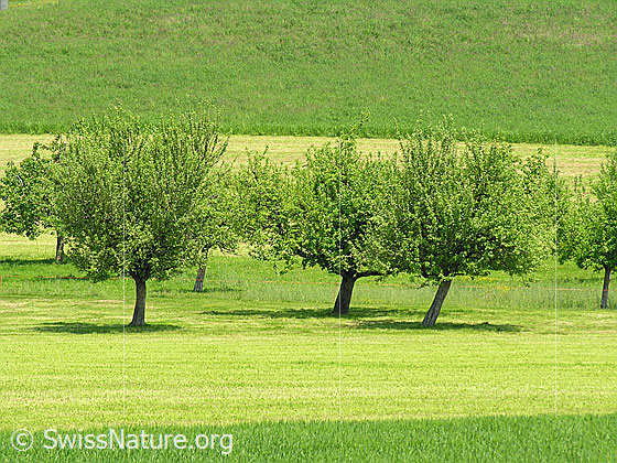 Foto: Baumgarten mit Apfelbäumen auf teilweise gemähter Grasfläche.
Lat.: Malus domestica
Familie: Rosaceae (Rosengewächse)
Gattung: Malus (Äpfel)