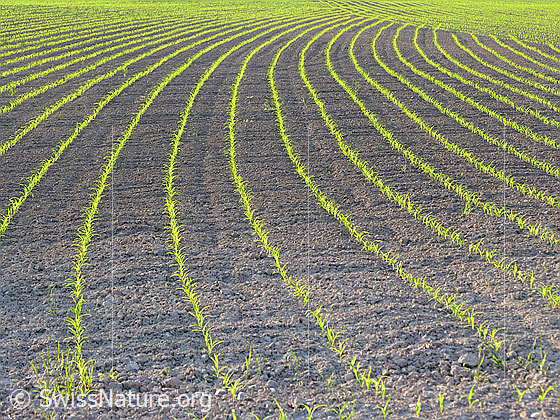 Foto: Maisanbau auf weitem, flachem Feld. Die Jungpflanzen wachsen in regelmässigen Reihen.