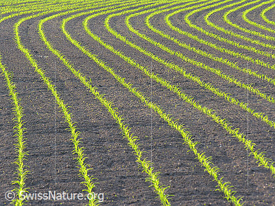 Foto: Maisanbau auf weitem, flachem Feld. Die Jungpflanzen wachsen in regelmässigen Reihen und Kurven. Oft betätigen sich Landwirte als Künstler. Die Grösse des Spielraums für die Kreativität ist dabei abhängig von der Form des Ackers.