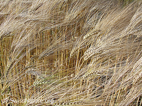 Foto: Vierzeilige Gerste (Saat-Gerste)
Lat.: Hordeum vulgare
Familie: Poaceae