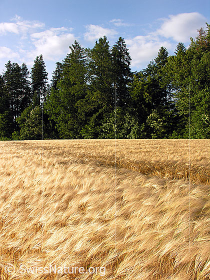 Foto: Gerste am Waldrand. Der Wind streicht über das Gerstenfeld und biegt die Ähren alle in dieselbe Richtung. Am Himmel sind Quellwolken zu sehen.