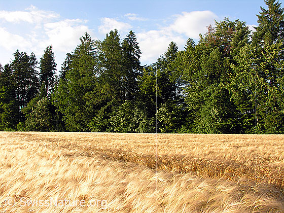 Foto: Gerste am Waldrand. Der Wind streicht über das Gerstenfeld und biegt die Ähren alle in dieselbe Richtung. Am Himmel sind Quellwolken zu sehen.