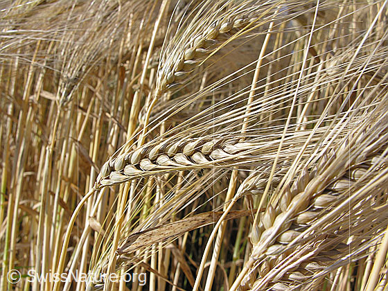 Foto: Vierzeilige Gerste, Ähren (Saat-Gerste)
Lat.: Hordeum vulgare
Familie: Poaceae