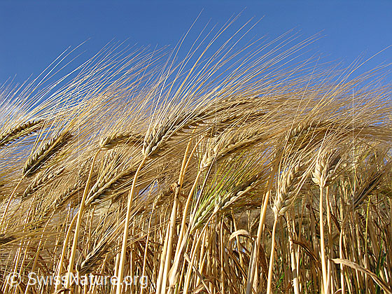 Foto: Ähren der Saat-Gerste, Vierzeilige Gerste
Lat.: Hordeum vulgare
Familie: Poaceae