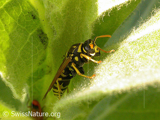 Foto: Französische Feldwespe (Polistes dominula). Weibchen. Körperlänge 13-18mm. Ansicht von schräg vorne.