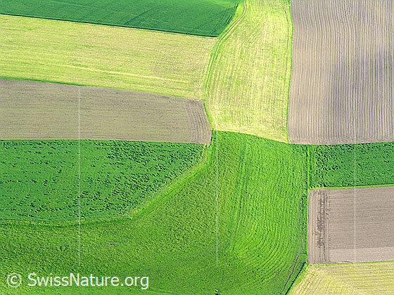 Foto: Grünflächen in verschiedenen Farbtönen angrenzend an Ackerland.