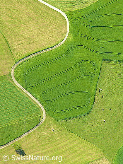 Foto: Luftaufnahme Kurven und Formen im Kulturland. Ein Feldweg windet sich in schönen Kurven um die Felder, welche ihrerseits interessante Formen und Strukturen aufweisen.