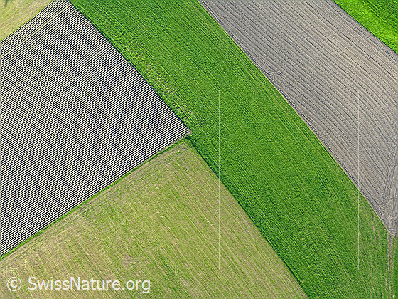 Foto: Luftaufnahme von Feldern (Äcker, Grasflächen und gemähtes Wiesland).