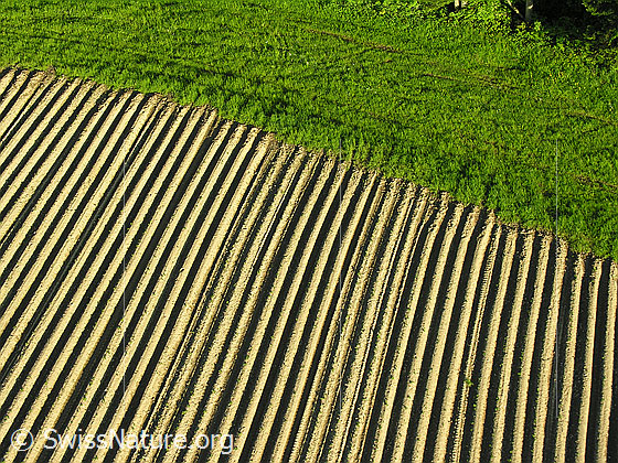 Foto: Luftaufnahme Kartoffelacker. Die Furchen bilden regelmässige Linien.
