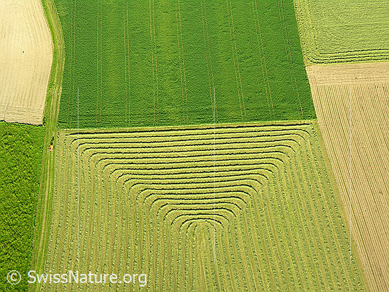 Foto: Luftaufnahme Muster im Kulturland. Grünflächen mit Gras und Heu, daneben Ackerflächen.