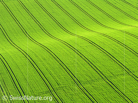Foto: Bodenwelle in Getreidefeld. In der Grünfläche sind regelmässige Linien zu sehen.