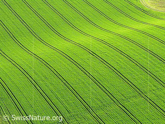 Foto: Luftaufnahme Bodenwelle in Getreidefeld. In der Grünfläche sind regelmässige Linien zu sehen.